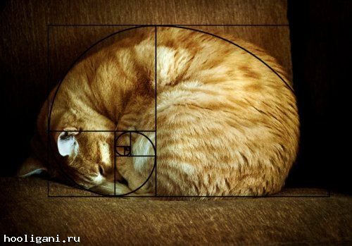 <br />
				Идеальные кошки, открывшие последовательность Фибоначчи (20 фото)<br />
							