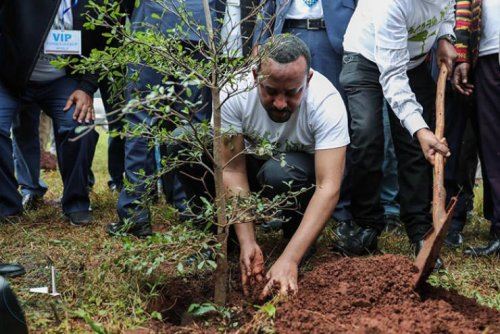 Эфиопия установила новый мировой рекорд, посадив более 350 миллионов деревьев за один день (13 фото)