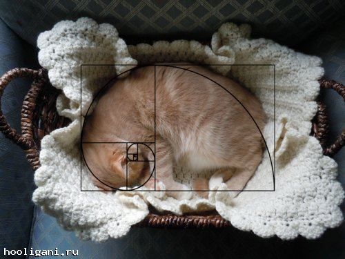 <br />
				Идеальные кошки, открывшие последовательность Фибоначчи (20 фото)<br />
							