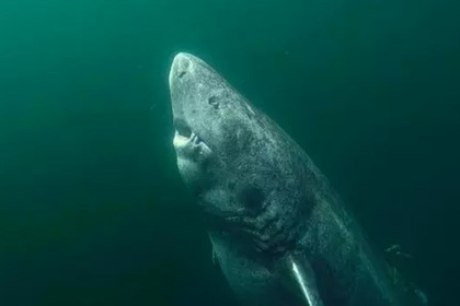 <br />
Найдена 500-летняя акула<br />
