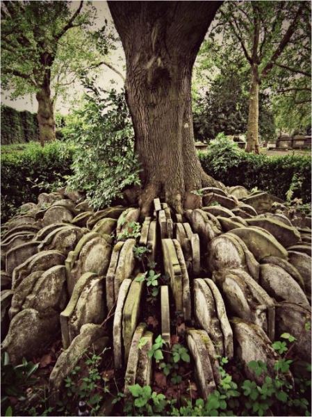 Дерево Харди: ранняя работа великого романиста (14 фото)
