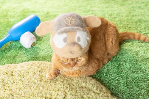 В Японии живут три кошки, у которых есть целая коллекция шляпок и шапок, сделанных из их собственной вычесанной шерсти (17 фото)