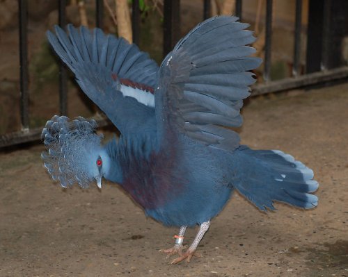 Веероносный венценосный голубь: самый красивый голубь в мире (20 фото)