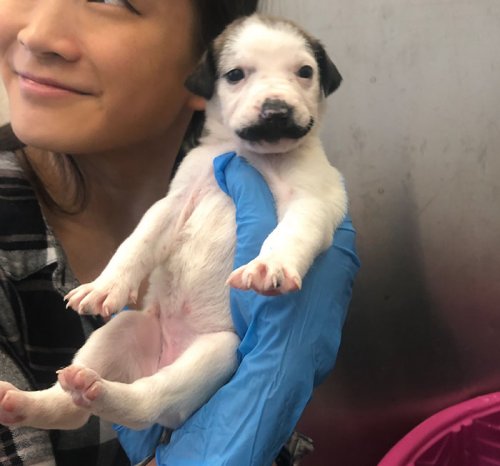 В далласском приюте для животных родился очаровательный щенок Сальвадор Долли с притягательными усами (12 фото)