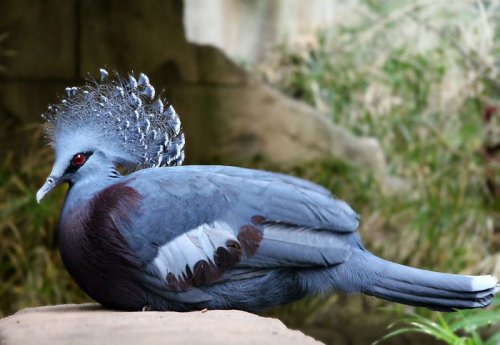 Веероносный венценосный голубь: самый красивый голубь в мире (20 фото)