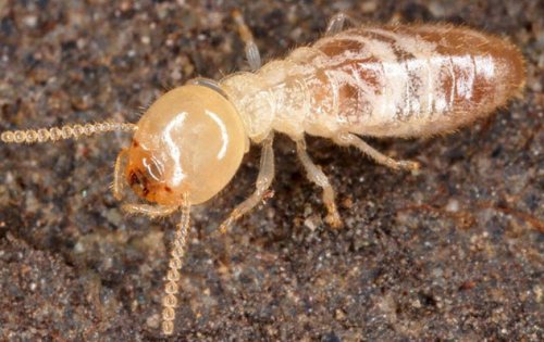ТОП-10: Отвратительные, но интересные факты о тараканах