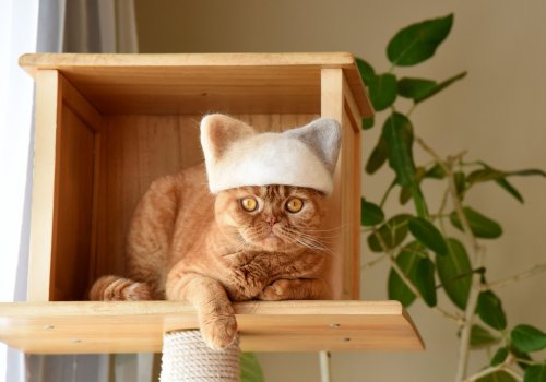 В Японии живут три кошки, у которых есть целая коллекция шляпок и шапок, сделанных из их собственной вычесанной шерсти (17 фото)