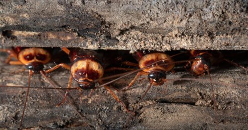 ТОП-10: Отвратительные, но интересные факты о тараканах