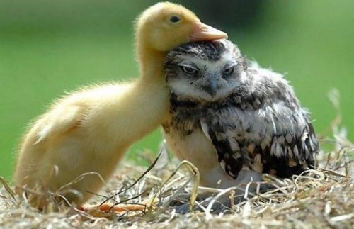 Ещё 25 замечательных примеров необычной дружбы между животными, у которых нам стоило бы поучиться
