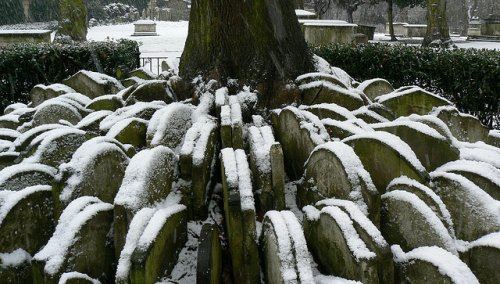 Дерево Харди: ранняя работа великого романиста (14 фото)