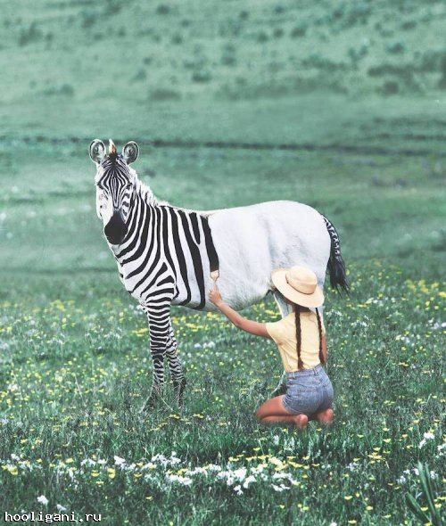 <br />
				Сюрреалистические фотоманипуляции, в которых художник объединяет животных с едой (9 фото)<br />
							