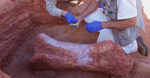 ТОП-10: Удивительные окаменелости, обнаруженные в пустыне Сахара